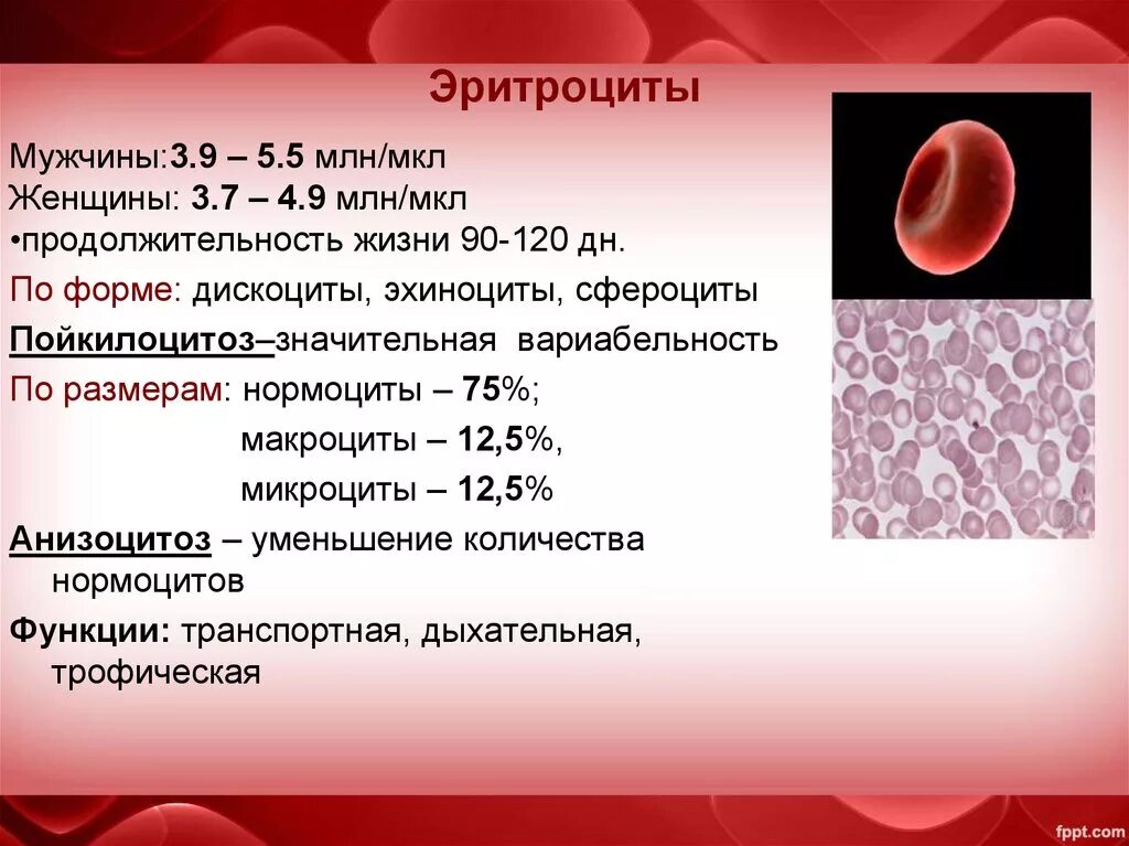 Эритроциты 5 5 у мужчин