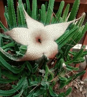 Giant plant