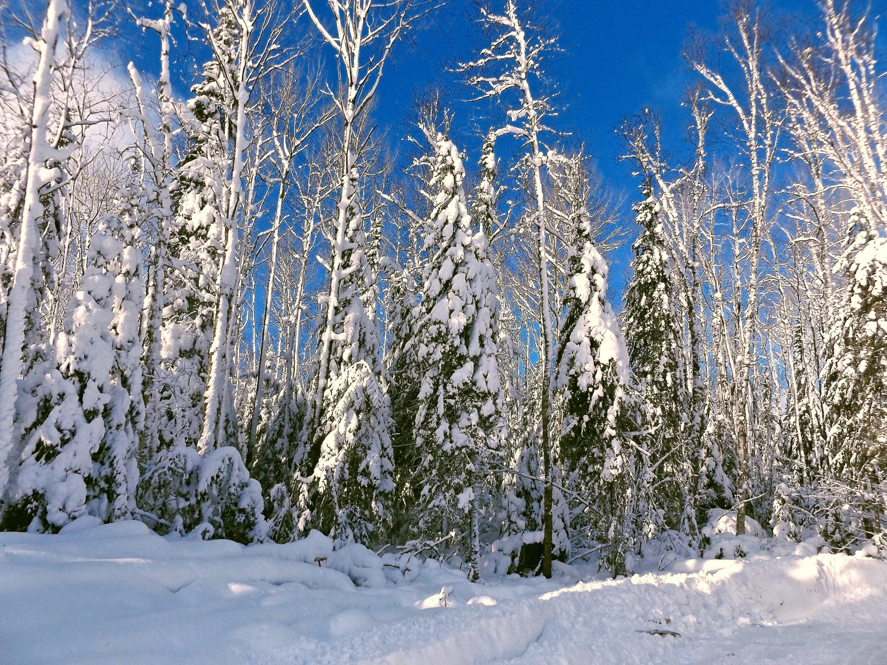 Травинка зимой. Багульник сибирский зимой. Растительность зимой. Морозостойкие растения зимой. Зимние растения в лесу.