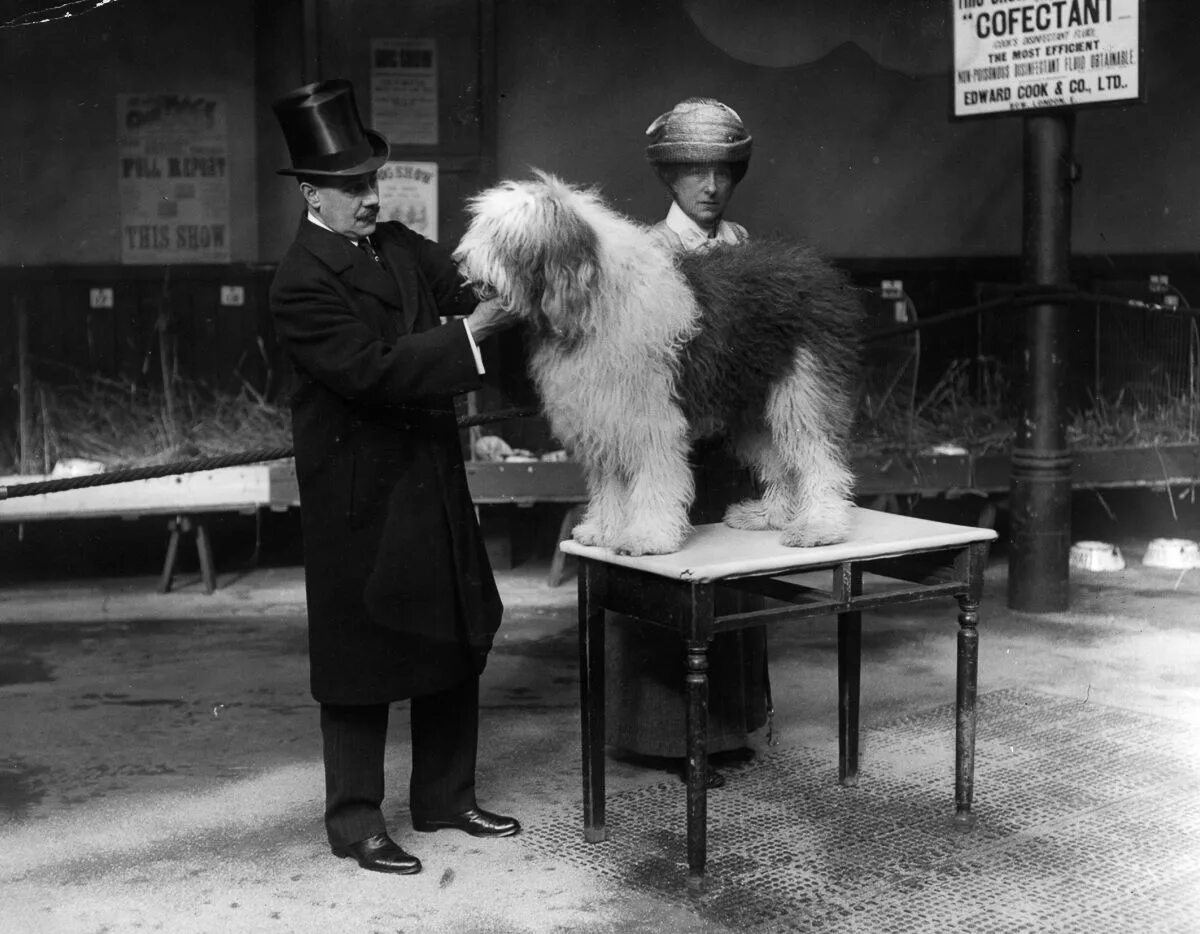 Первая выставка собаки. Собачья выставка. Первое Выстофка собак. Колли 100 лет назад. Собака в прошлых веках.