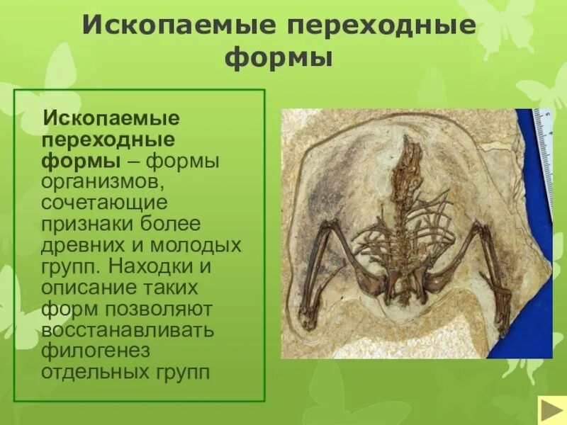 1 ископаемые переходные формы. Ископаемые переходные формы. ископаемые промежуточные формы. ископаемые проходные формы. окаменелости переходных форм.