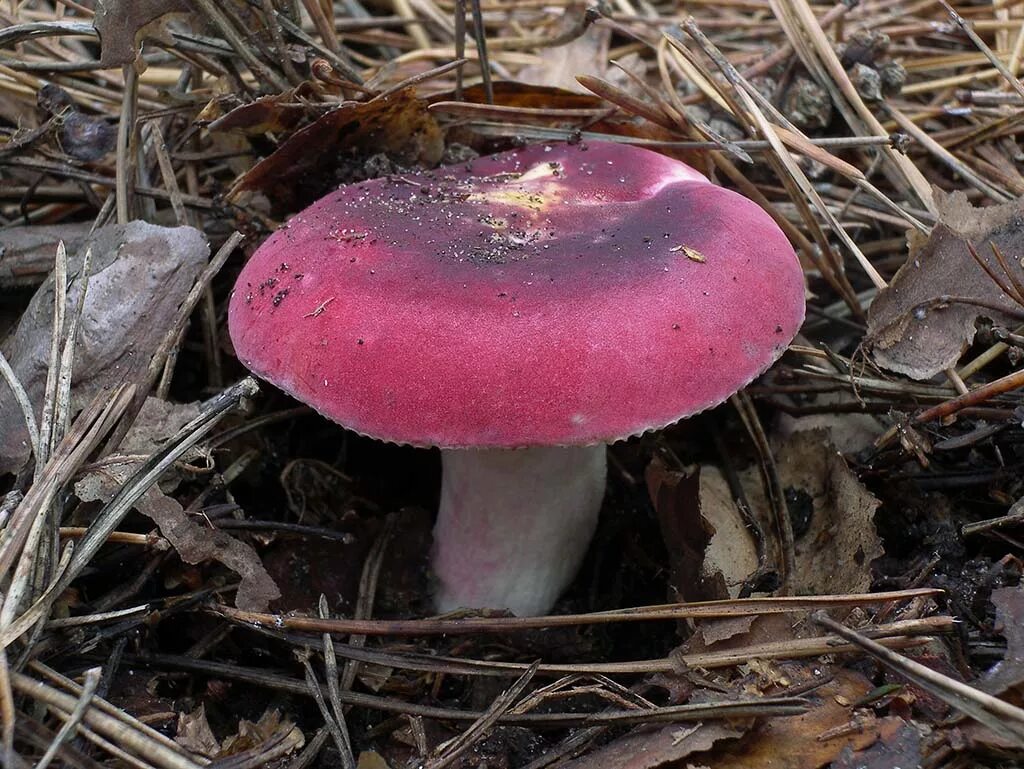 Russula xerampelina. Сыроежка буреющая Russula xerampelina. Красная сыроежка гриб. Сыроежка с красной шляпкой. Пластинчатые сыроежка