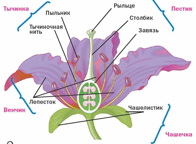 Строение венчика. Вирус вич под микроскопом. Вирус оспы электронная микроскопия. Завязь пыльник завязь. Строение глаза человека схема.