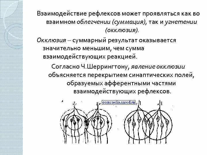 Окклюзия физиология цнс. Облегчение проведения. Окклюзия и облегчение физиология. Окклюзия нервных центров. Облегчение проведения.