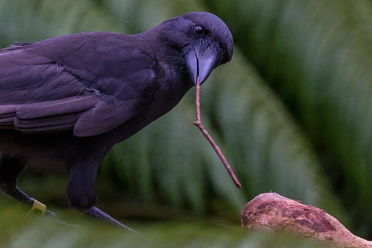 Новокаледонский ворон. Новокаледонский ворон интеллект. Вороны Corvus moneduloides. Новокаледонская ворона. Новокаледонские вороны