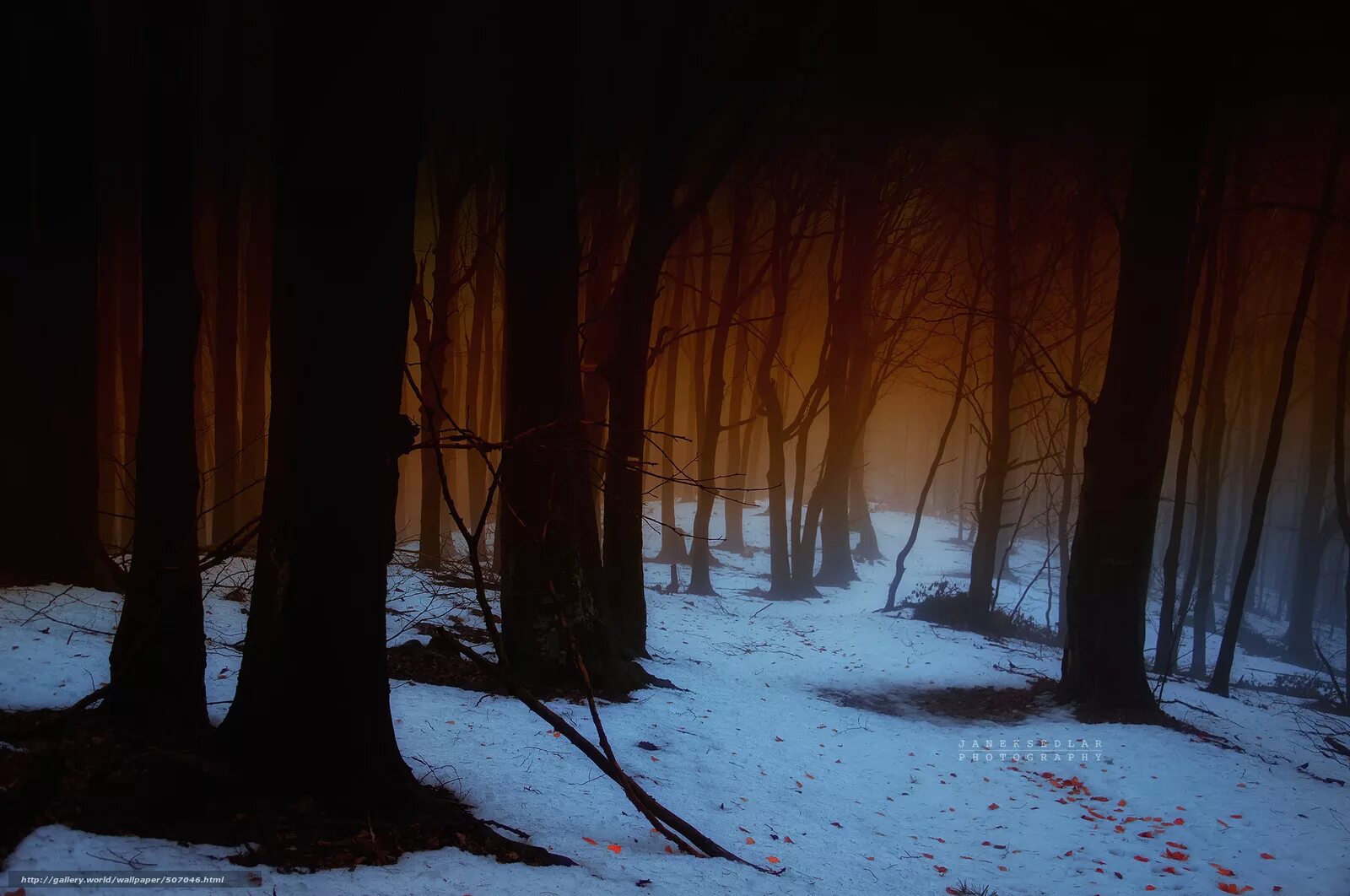 Темная улица. Страшный лес. Фотограф marcin baran. Темный лес. Свет в окне.