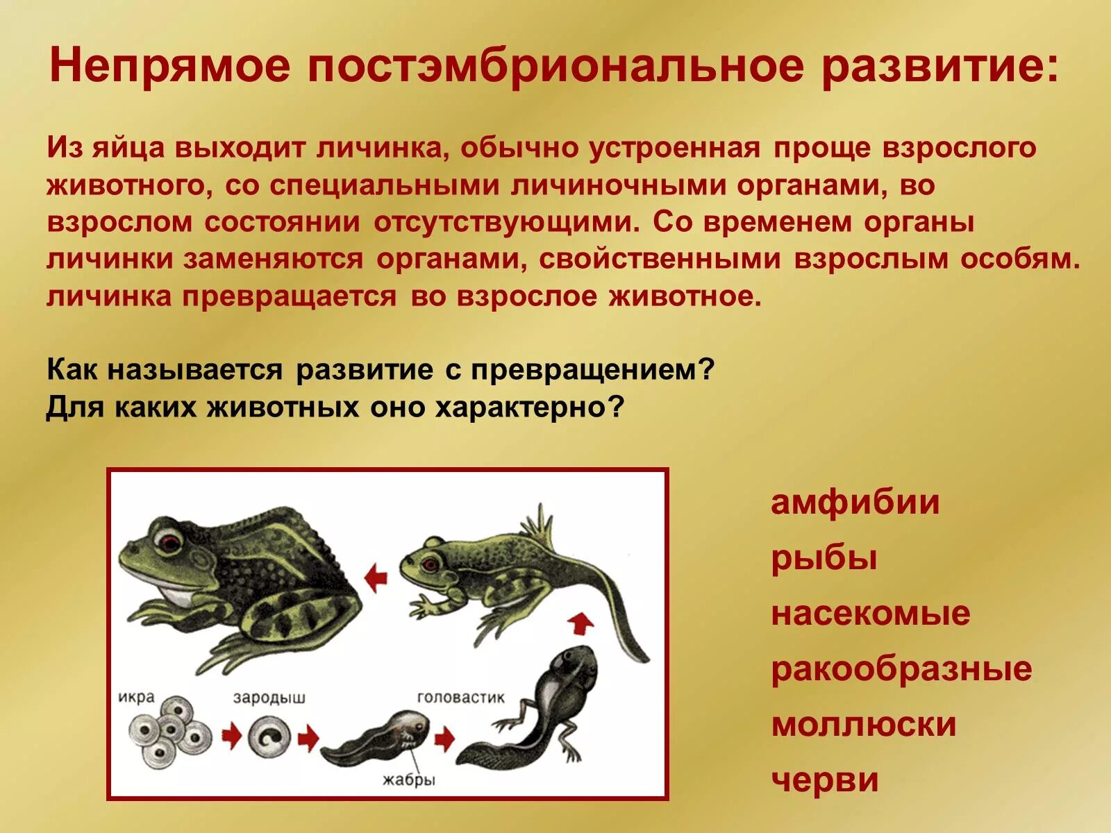 Назовите типы развития животных. Прямое и непрямое постэмбриональное развитие биология. амфибии тип постэмбрионального развития. постэмбриональное развитие прямое и непрямое развитие. непрямое развитие присуще.