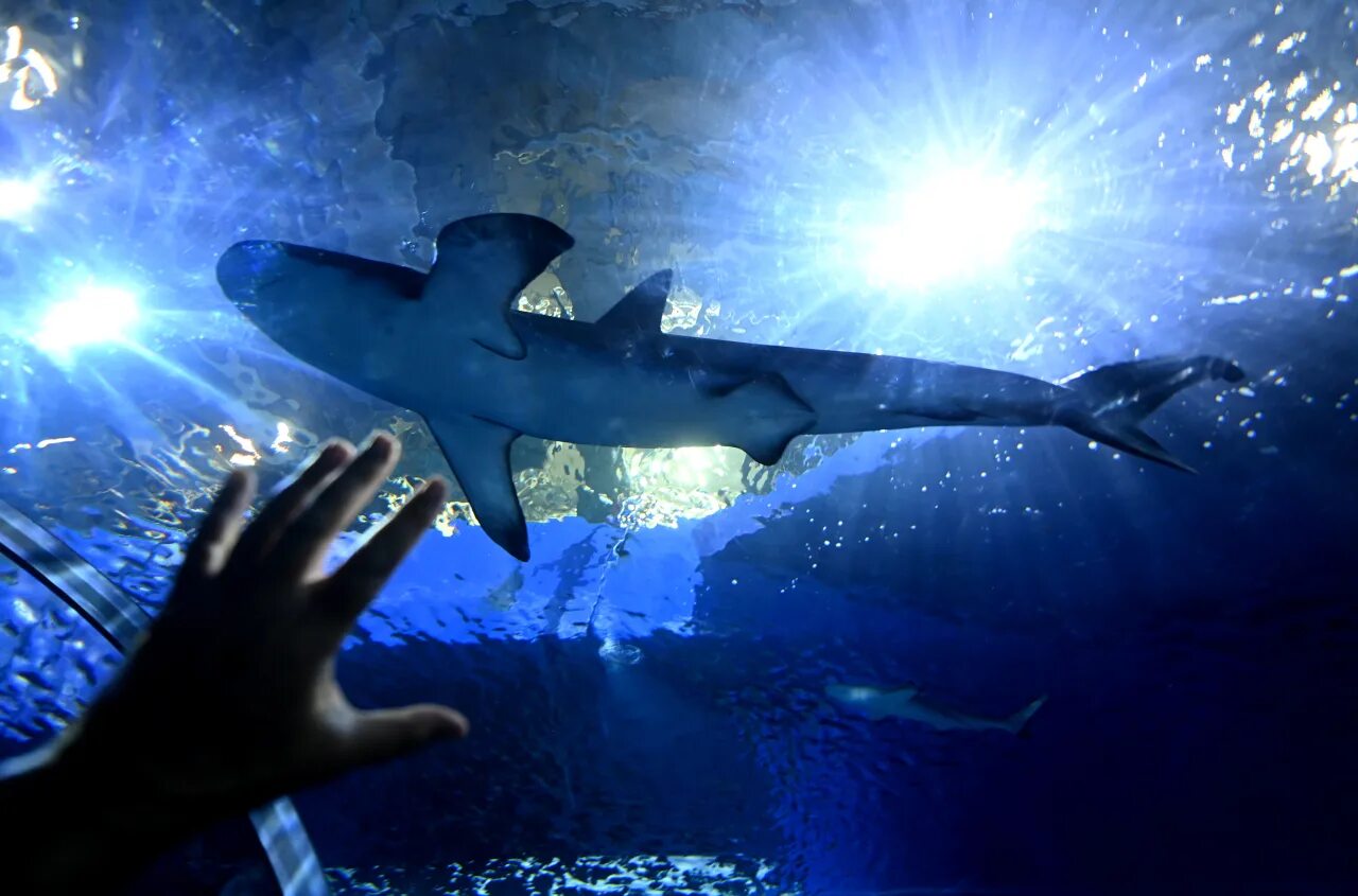 Есть ли акулы в египте. Акула Египет Хургада 2023.