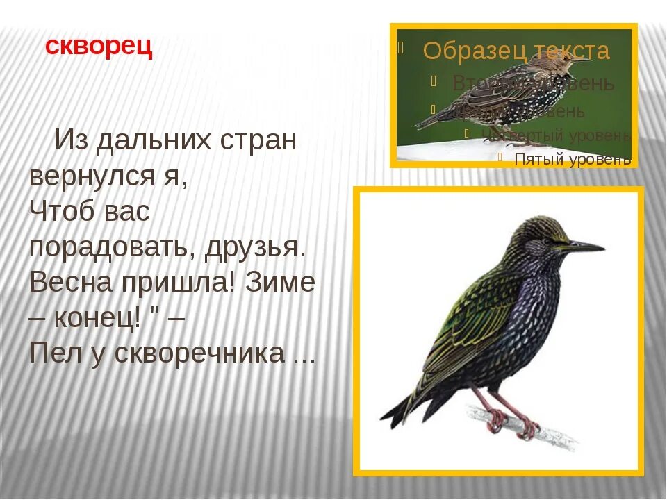 Загадка про скворца. Загадка про скворца для детей. Загадки про Скворцов. Стих про скворца. Загадка о скворце 2