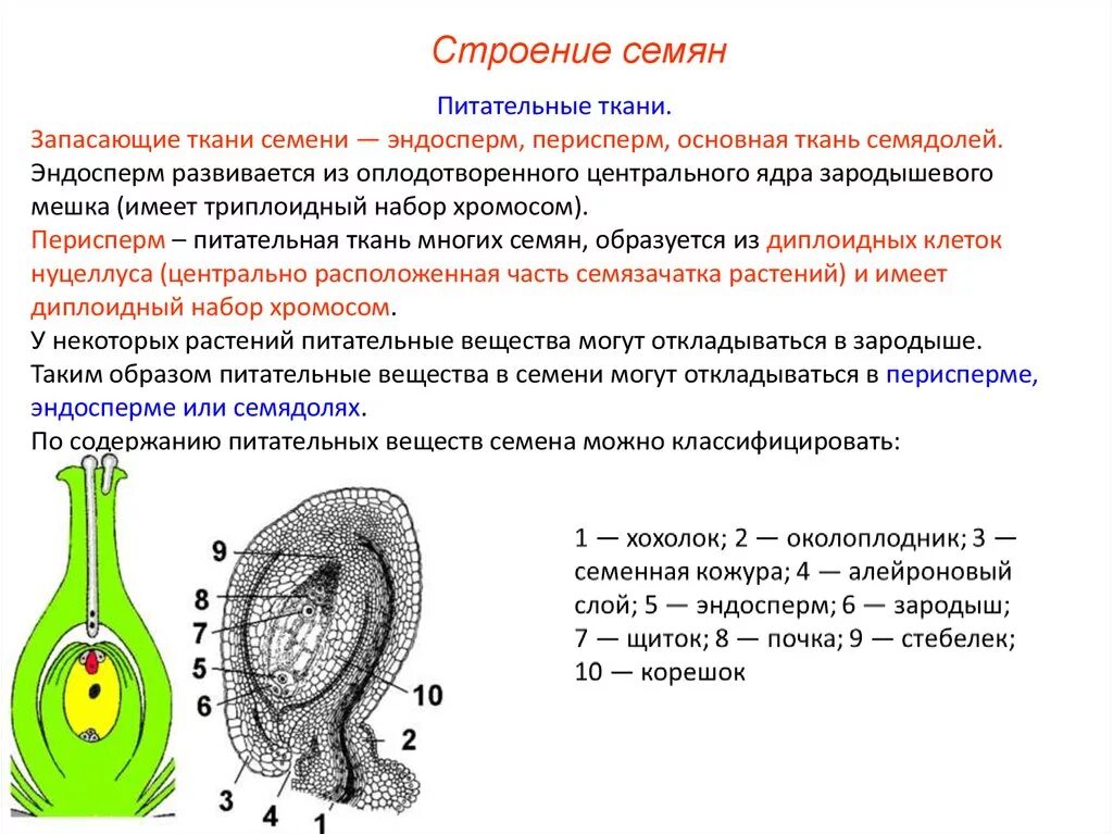 Орган растений развивающийся из семязачатка. Нуцеллус семяпочки. Триплоидный эндосперм семени цветковых. Строение семязачатка сосны. Нуцеллус семязачатка.