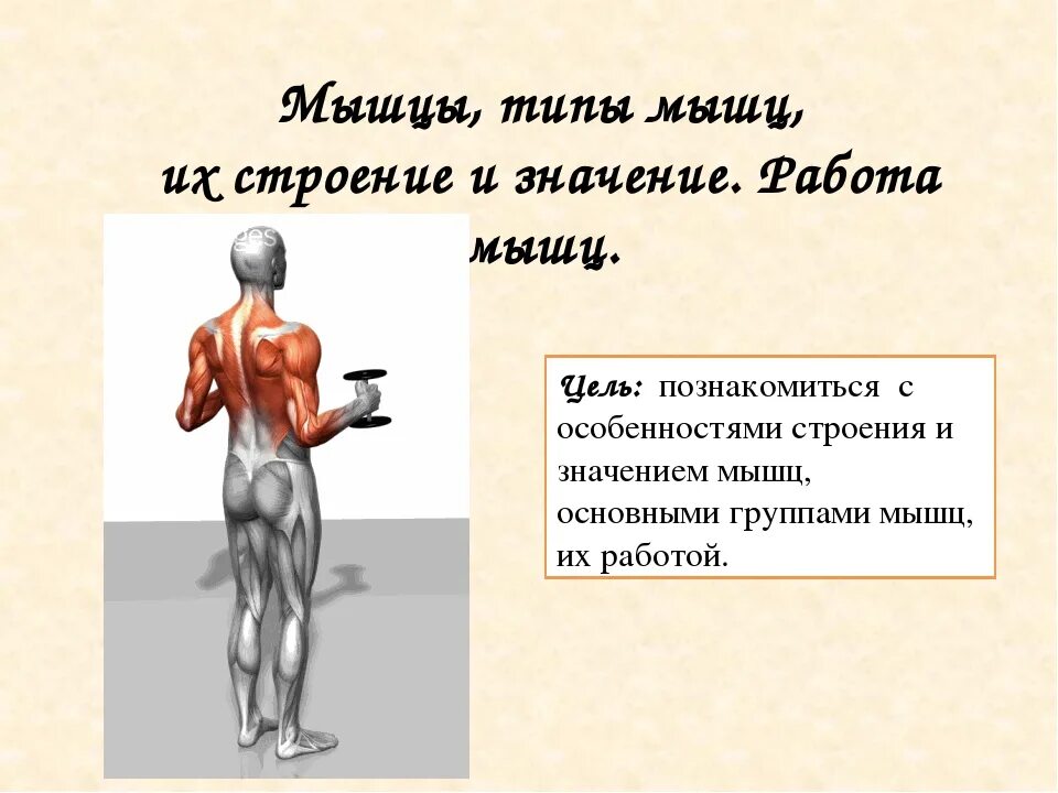 Основные мышцы для развития. Работа мышц. Мышцы работа мышц. Строение и работа мышц. Работа мышц презентация.