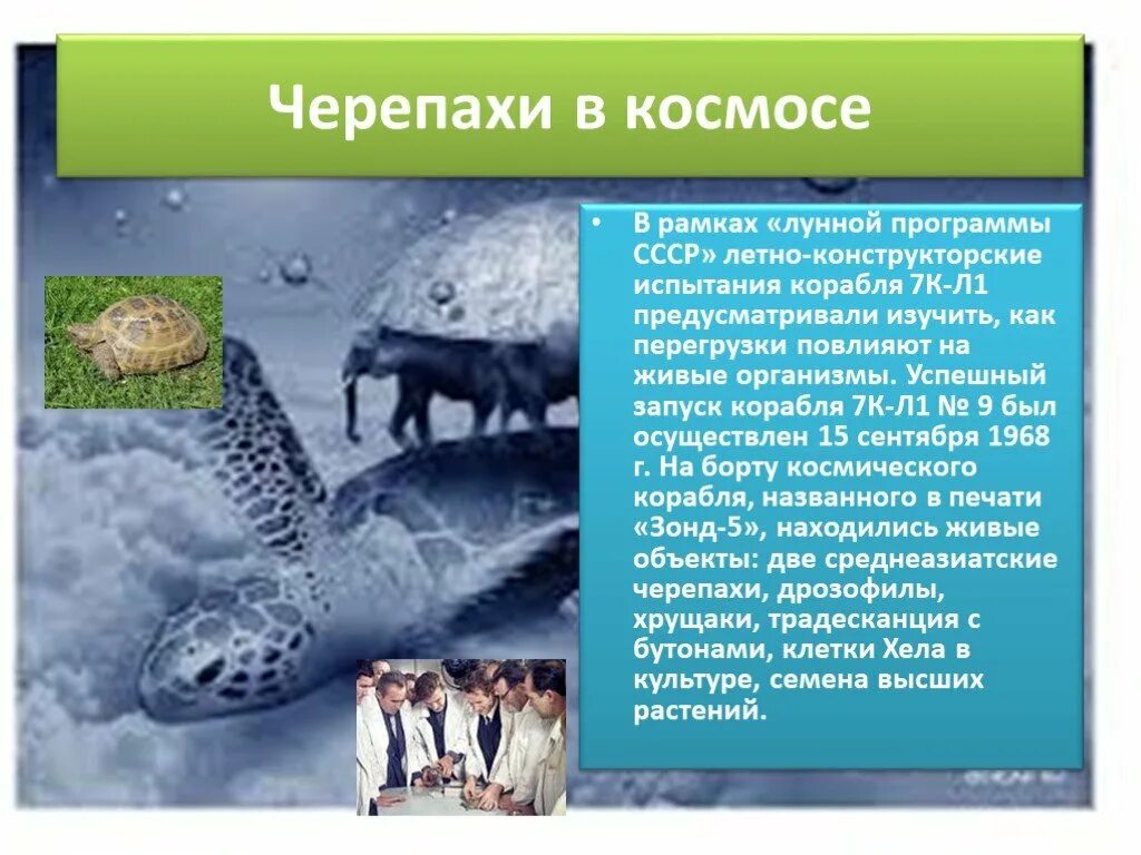 Какое животное никогда не летало в космос. Животные в космосе черепахи. Черепахи летали в космос. Первые черепахи в космосе. Черепаха полетевшая в космос.