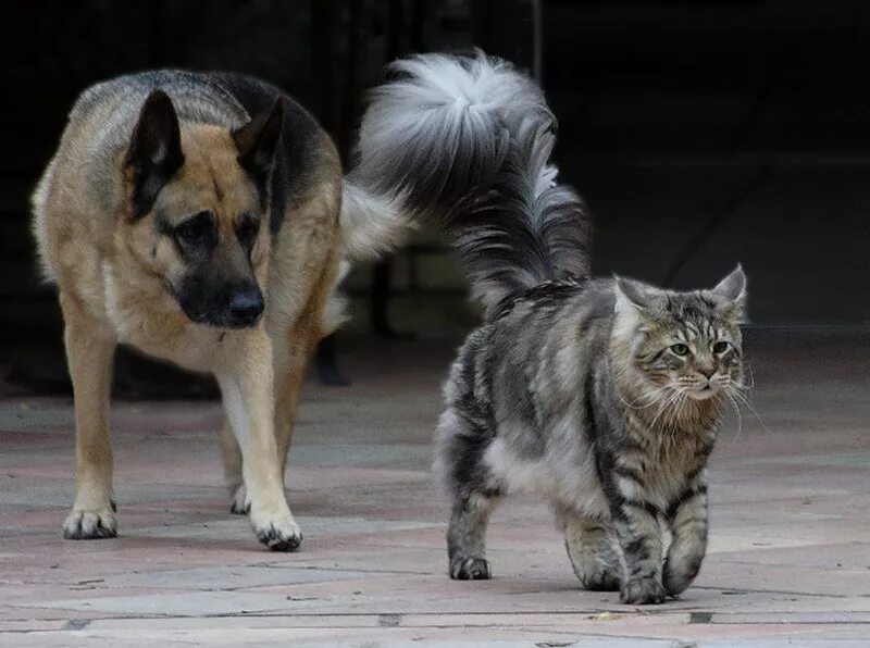 Шагай гордо. Коты и собаки с надписями. Хвост юмор. Кот проходит мимо собак. Васька собака.