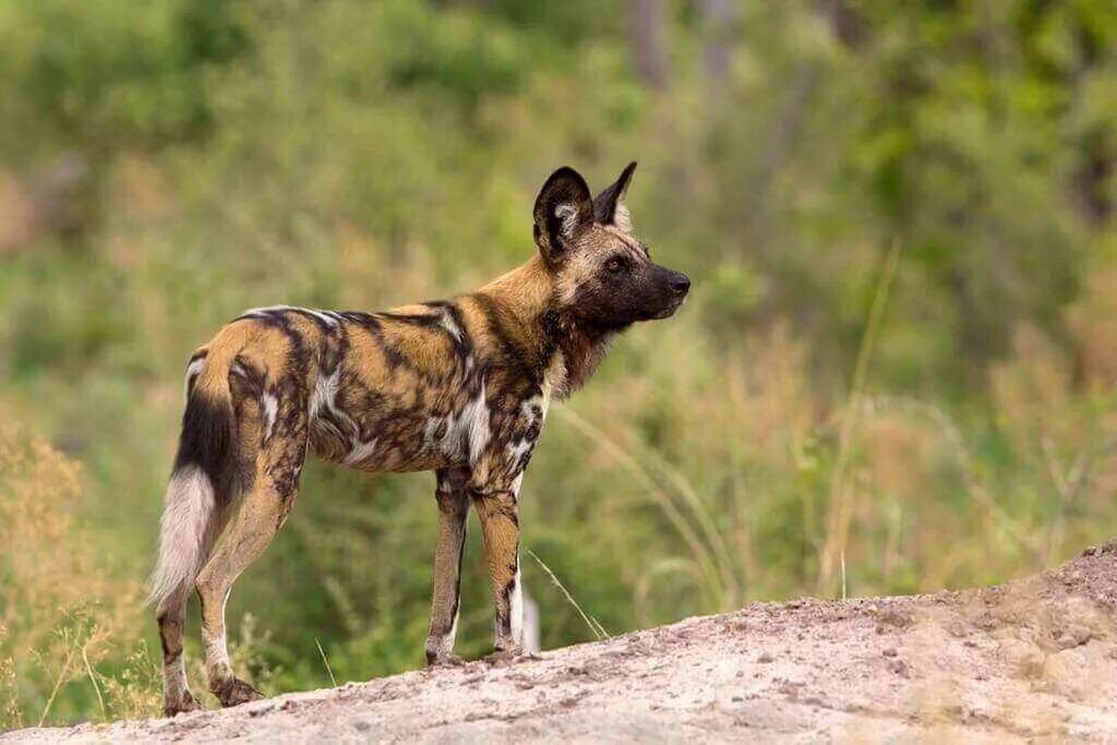 Австралийская гиеновидная собака. Гиеновидная собака альбинос. Wild dogs. Гиеновидная собака. Гиеновидная собака альбинос.