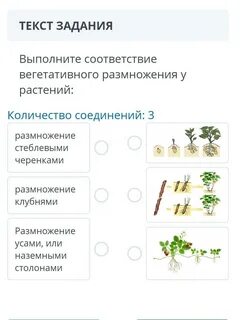 Установи соответствие между способом размножения и примерами