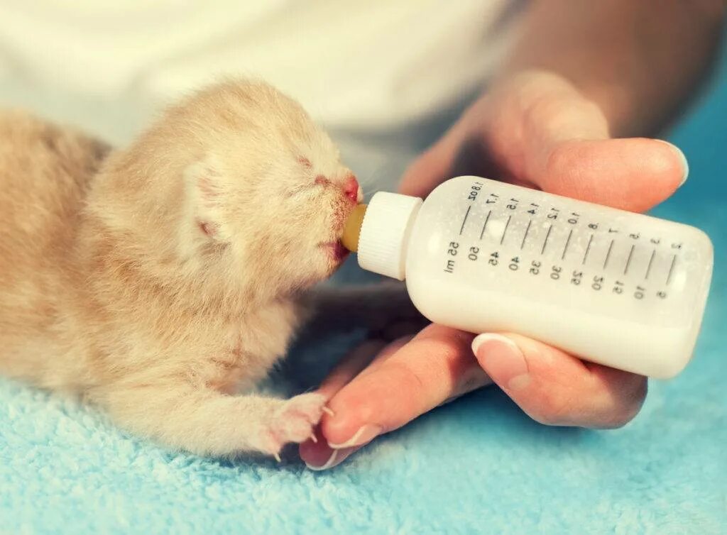 Вскармливание новорожденных котят. Выкармливание новорожденных котят. Приспособление для искусственного вскармливания котят. Как выкормить новорожденного котенка