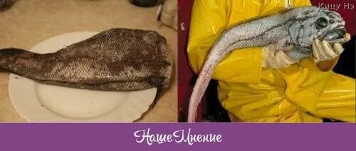 Как приготовить рыбу макрурус вкусно. Макрурус слабосоленый. дальневосточная рыба макрурус. макрурус бг бх. рыба светофор макрурус.