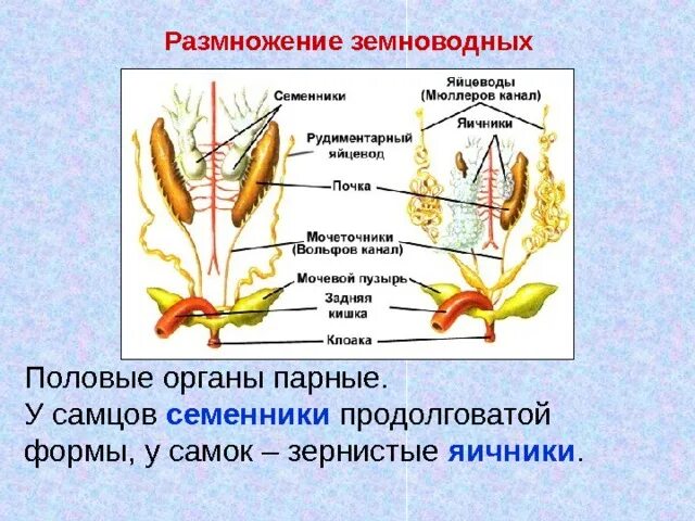 Каким способом размножаются амфибии
