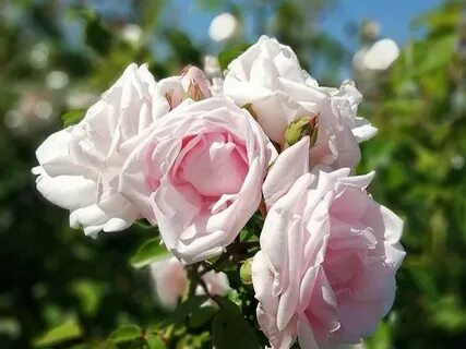 Rose dawn