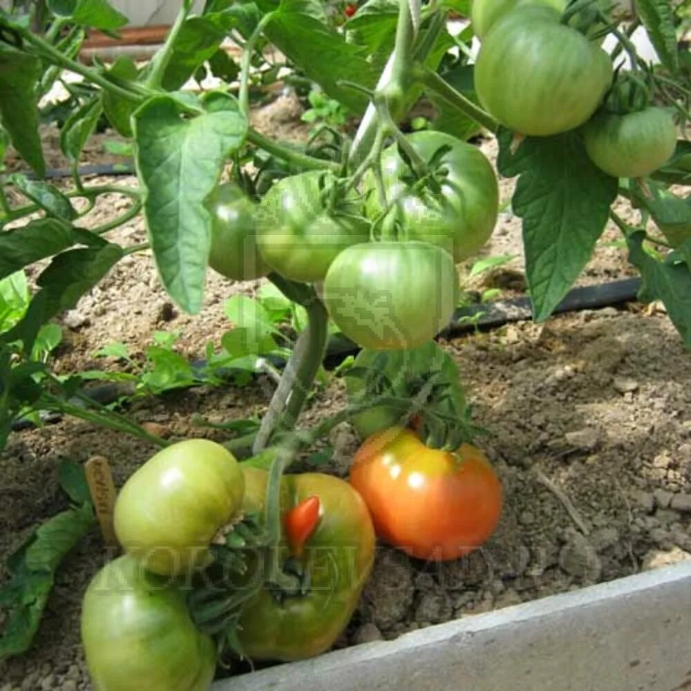 Томат лабрадор улучшенный. Томат лабрадор наш сад. Сорт томата лабрадор.