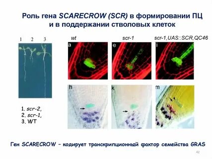 Биологическая роль генов
