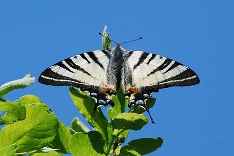 Бабочки астрахань