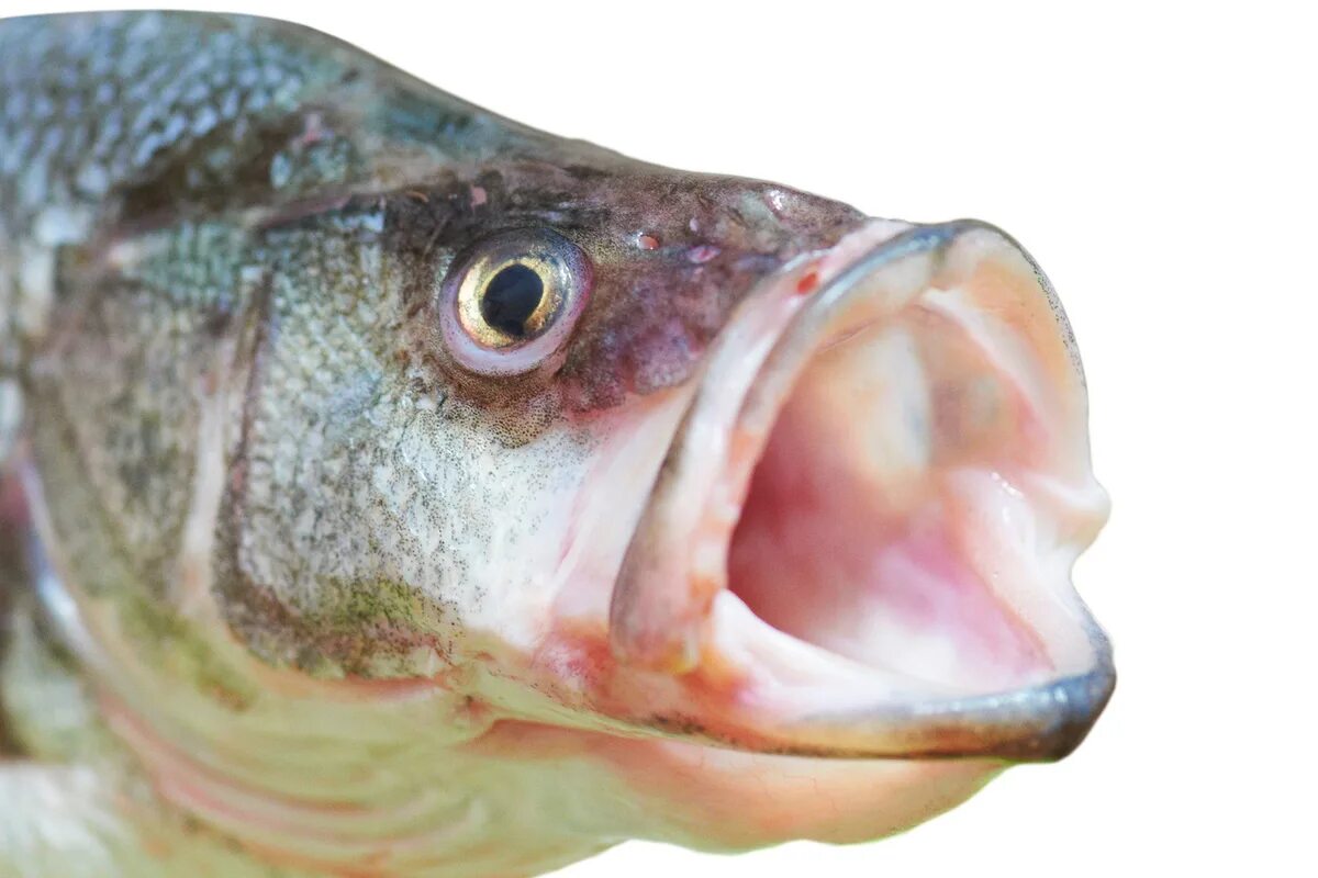 Рыбка открывает рот. Рыба с открытым ртом. Рот окуня. Окунь открытый рот. Рыба Речная с открытым ртом.
