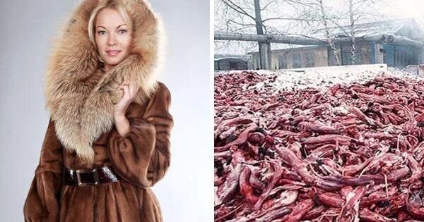 Ради меха. Ради меха. Ради меха. Ради меха. Страшная шуба.