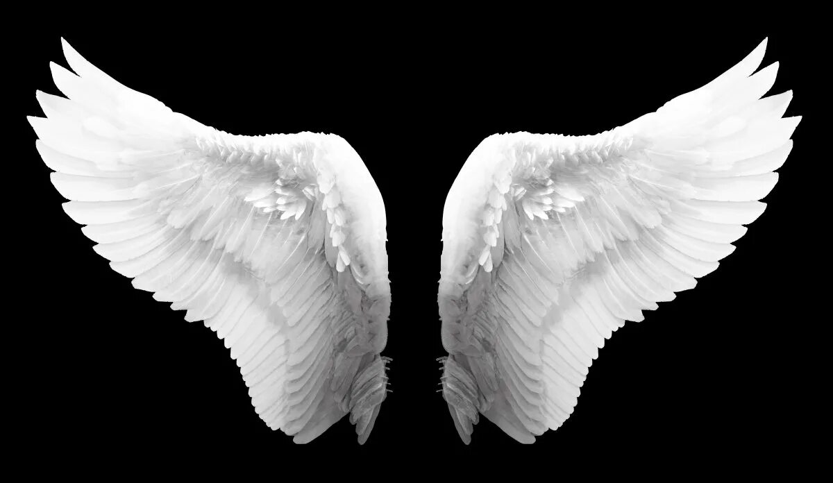 Крылья ангела. Белые Крылья. Белые Крылья ангела. РАСПРАВЛЕННЫЕ Крылья ангела. Крыло ангела читать