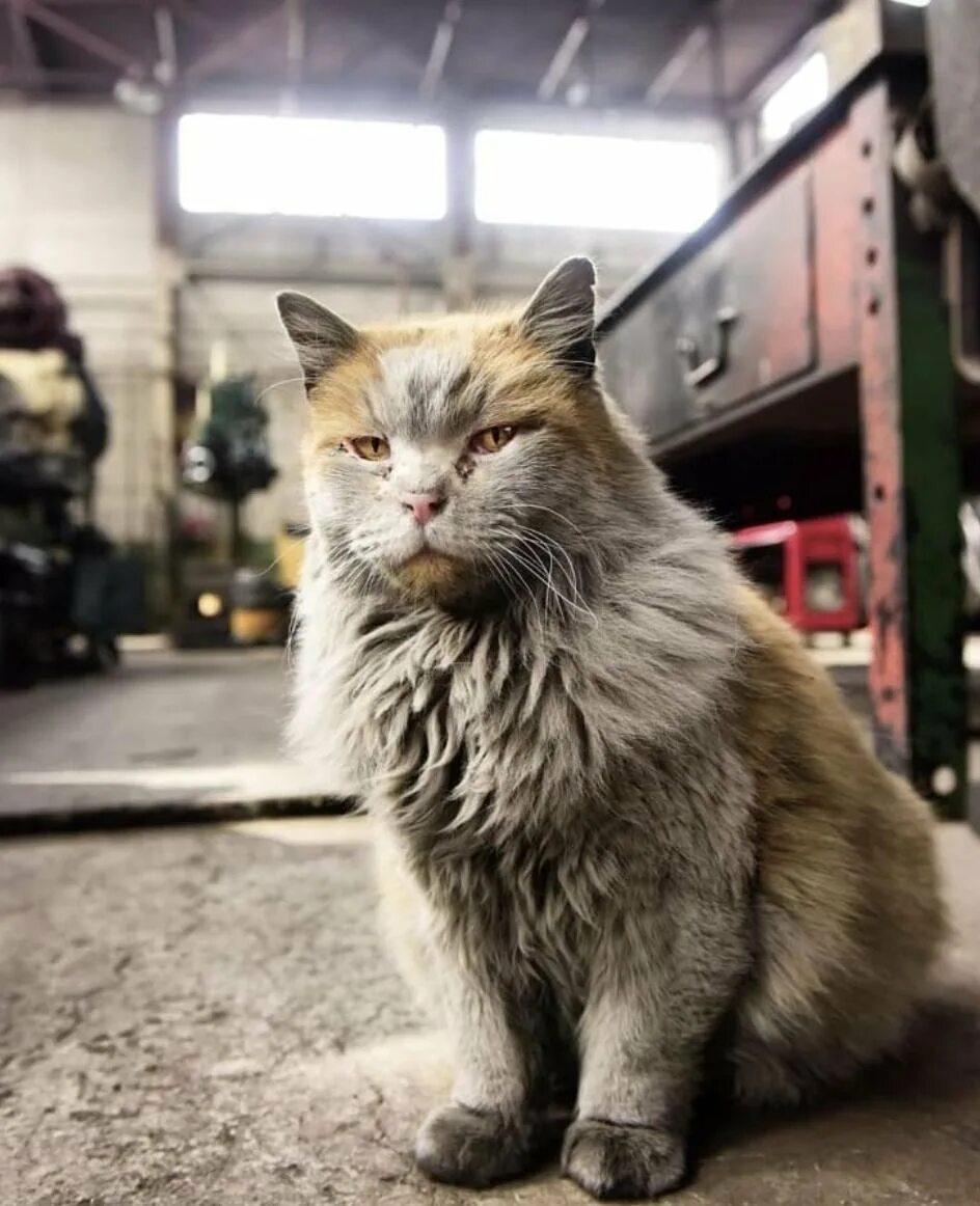 Кот на заводе мем. Котик на заводе. заводские коты. уличные коты. кот в цеху.