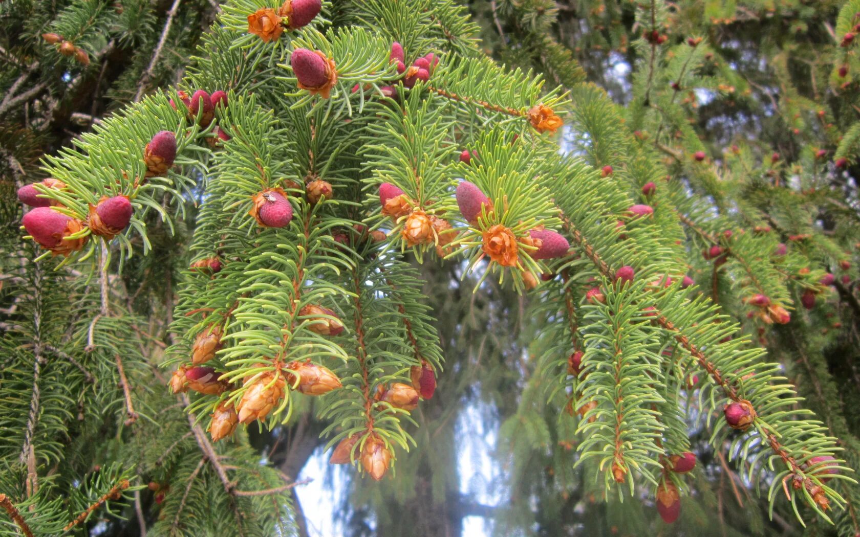 Хвойная 19. Ель Аянская Picea ajanensis. Ель Пендула с красными шишками. Ель обыкновенная цветение. Ель обыкновенная европейская хвоя.