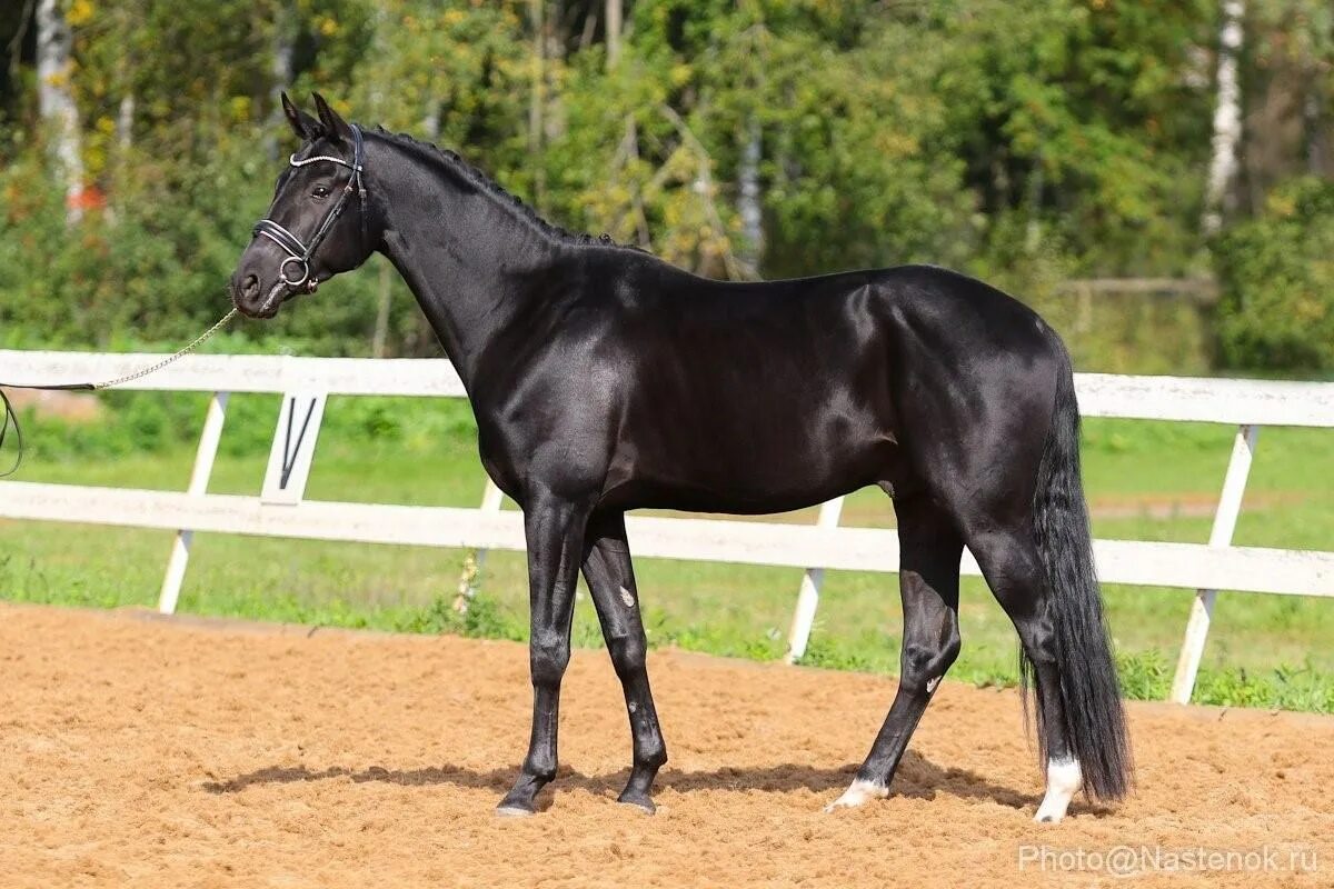 Ахалтекинская лошадь тохтамыш. Вороная масть лошади. Вороная масть лошади. Вороная в загаре лошадь. Пепельно вороная масть лошади.