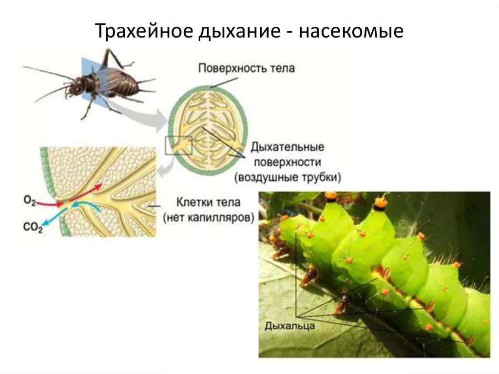 Трахейное дыхание дыхальца. Дыхальца насекомых. Трахейное дыхание у насекомых. Трахейная система насекомых. В чем особенность трахейного дыхания