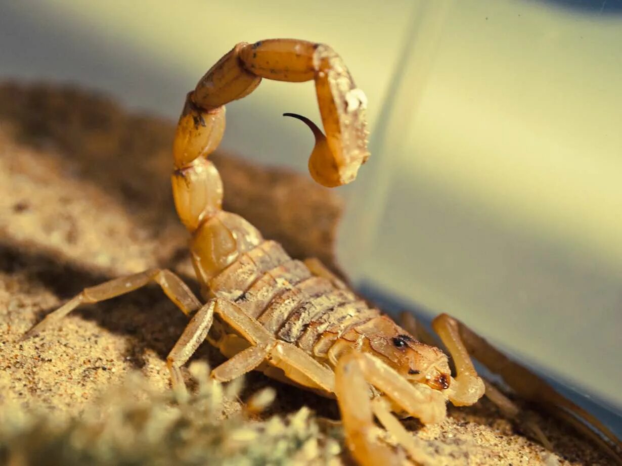 скорпион лейурус яд. лейурус квинкестриатус. желтый толстохвостый скорпион. Leiurus macroctenus. скорпион leiurus quinquestriatus (deathstalker).