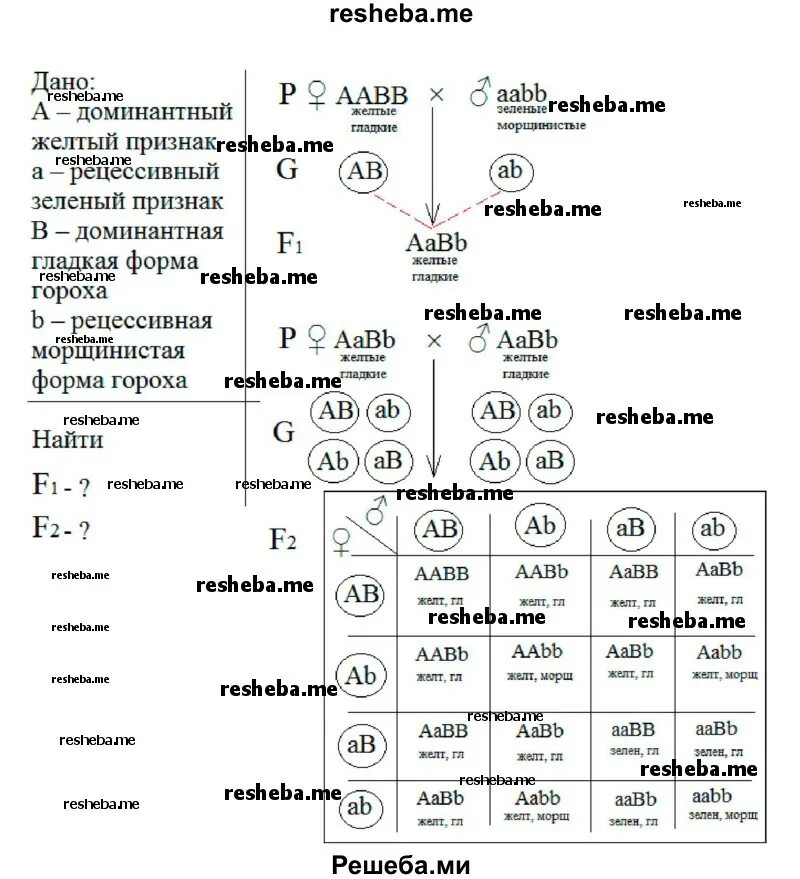 У гороха доминантный признак желтые семена. Какое скрещивание называют. Дигибридное скрещивание AABB AABB. Закономерности наследования дигибридное скрещивание 10 класс. Фото доминантный рецессивный схема.