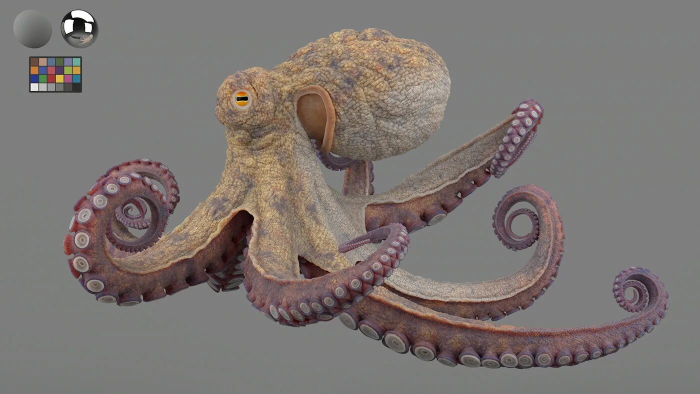Головоногие моллюски осьминог. Головоногий моллюск Кракен. Осьминог Джильберта. Присоски осьминога.