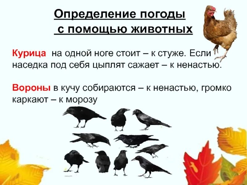 Приметы определяющие погоду. Приметы на погоду. Приметы про животных. Народные приметы приметы о погоде. Погодные приметы по животным.