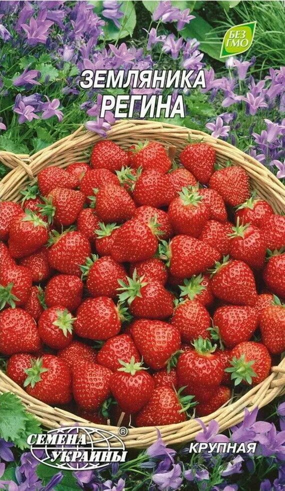 Земляника регина описание сорта фото отзывы садоводов Земляника ремонтантная Руяна, Золотинка. Выращенная из семян. YouTube