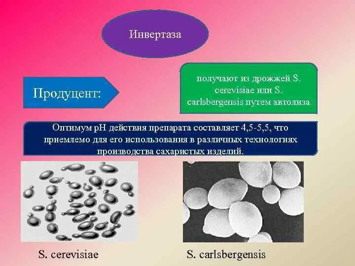 Фермент дрожжи. Инвертаза дрожжей. Инвертаза фермент. Автолиз дрожжей в пивоварении. Ферменты дрожжей.
