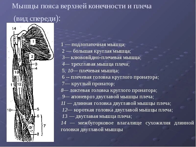 Последовательность послойного расположения мышц свободной верхней конечности Массаж. Уроки великого мастера Васичкин Владимир :: Режим чтения