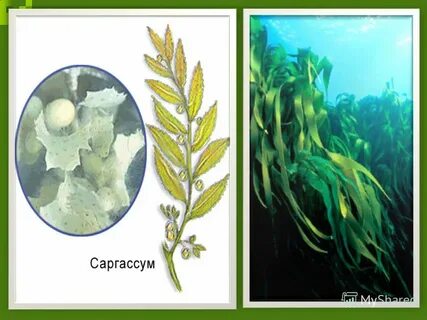 Пример 1 водоросли