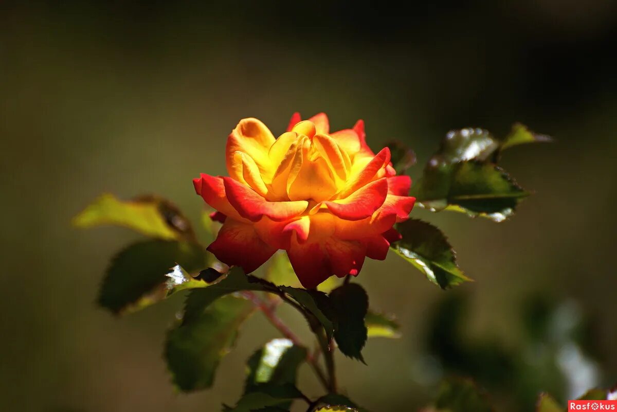 цветы в лучах солнца. цветы освещенные солнцем. цветы освещенные солнцем. роза в лучах солнца. цветы освещенные солнцем.