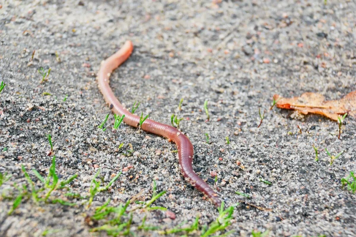 Время иногда ползет червяком. Высказывания о тургеневе. Время иногда ползет червяком. Дождевые червяки на улице на дороге. Время иногда ползет червяком.