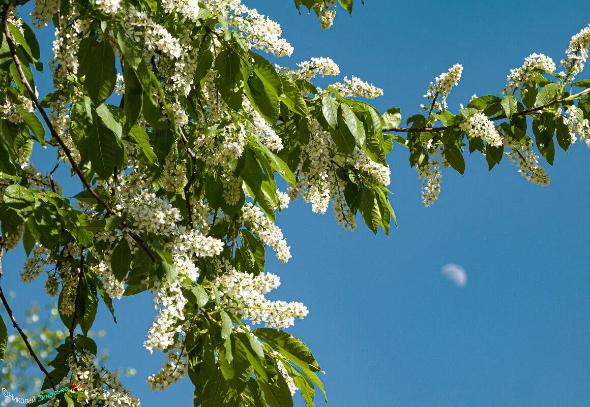 Цветущая черемуха дерево. Цветущая черемуха. Цветущие деревья черемуха цветущее дерево черемухи. Черёмуха обыкновенная дерево. Цветущие деревья черемуха цветущее дерево черемухи.