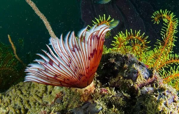 Red Feather Star (Crinoid) Feather starfish, Feather, Underwater sea