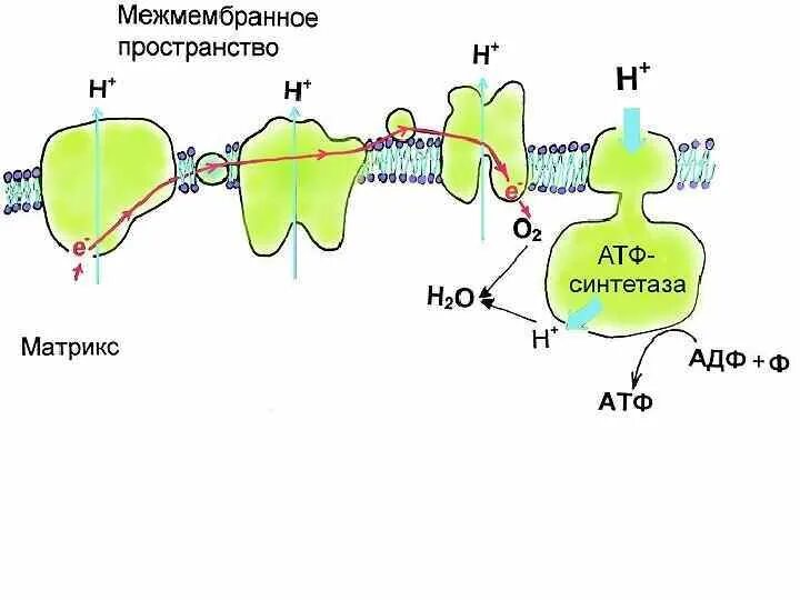 Атф канал. АТФ синтаза. Синтез АТФ В митохондрии клетки схема. Синтез АТФ В митохондриях схема. Дыхательная цепь АТФ.