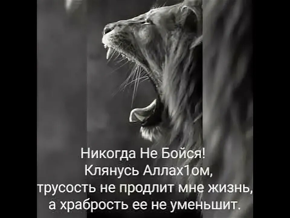 Халид ибн Валид трусость. Храбрость не продлит мне жизнь уменьшит ее трусость. Клянусь Аллахом трусость не. Клянусь Аллахом трусость не продлит мне жизнь а храбрость не уменьшит.