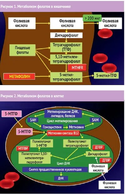 Генетика метаболизма фолатов. Цикл обмена фолатов. Генетика фолатов. Как распределяется по организму фолиевая кислота. Переизбыток фолиевой кислоты