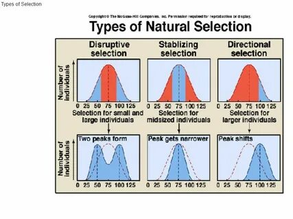 Selection meaning