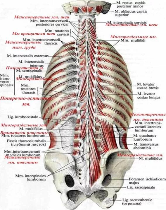 Мышцы поднимающие ребра. Мышцы спины атлас синельникова. мышцы спины шеи и подзатылочные мышцы. мышцы поднимающие рёбра, mm. levatores costarum.. глубокие мышцы спины 3 слой.